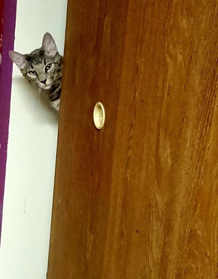 Забавные животные, которые нарушают все каноны