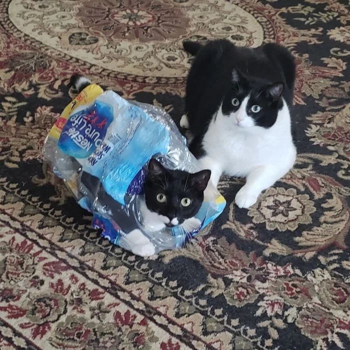 Забавные животные, которые нарушают все каноны
