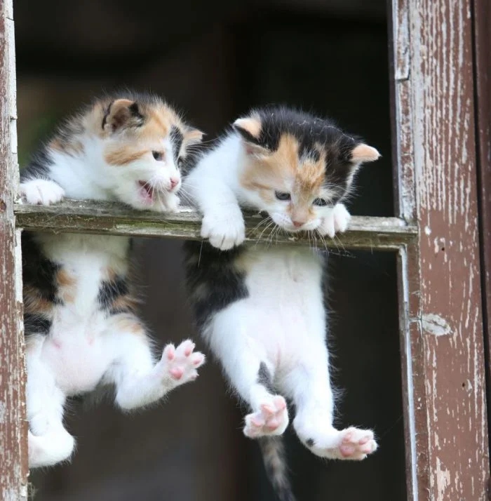 Забавные животные, которые нарушают все каноны