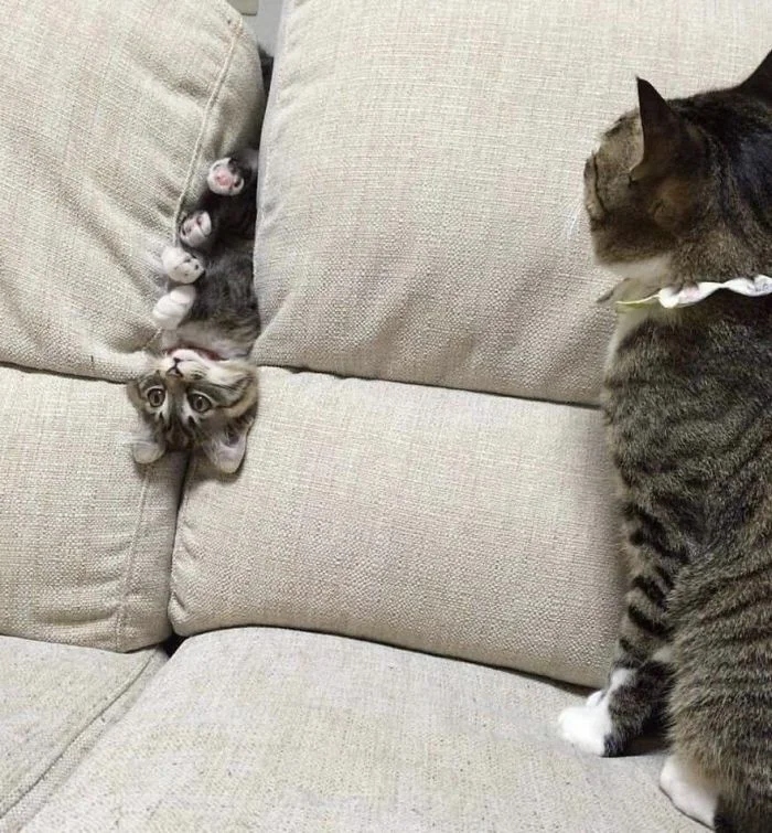 Забавные животные, которые нарушают все каноны