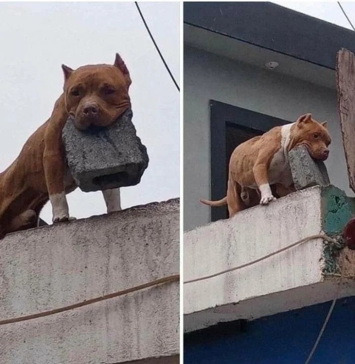 Забавные животные, которые нарушают все каноны