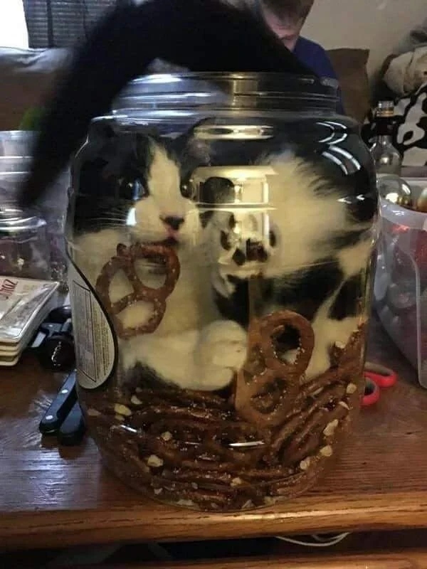 Забавные животные, которые нарушают все каноны