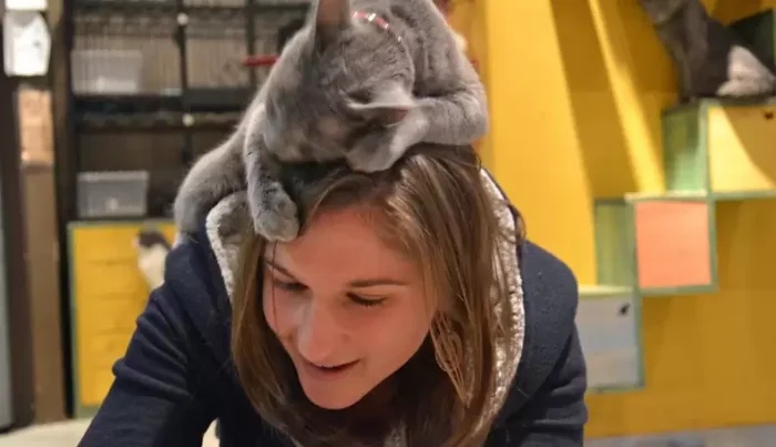 Фотографии нахальных котеек, которые просто залезли на голову