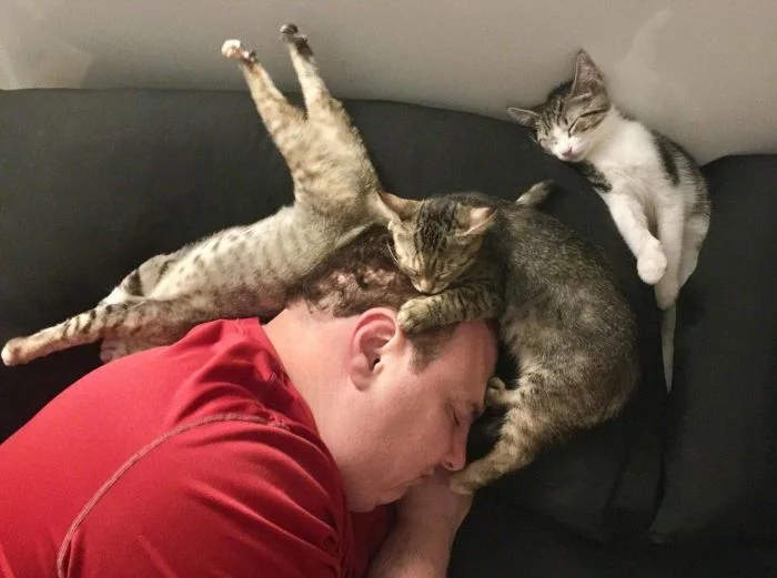 Фотографии нахальных котеек, которые просто залезли на голову