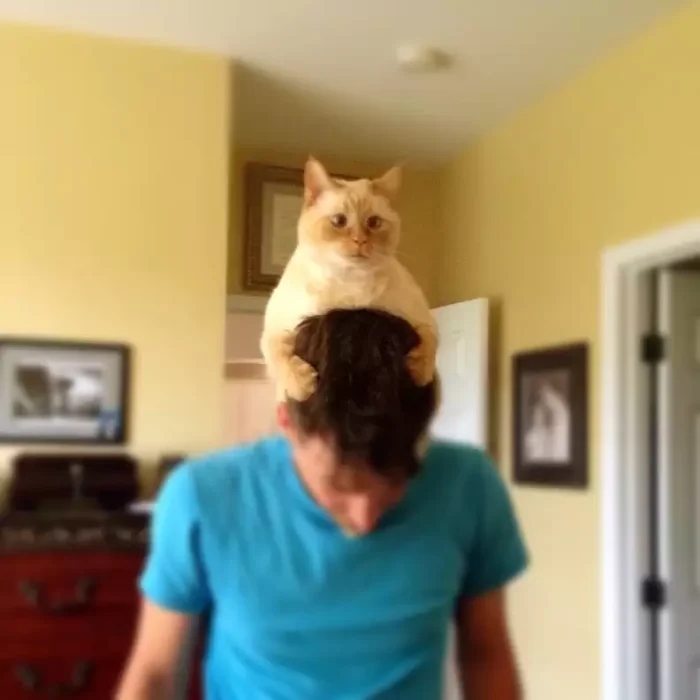 Фотографии нахальных котеек, которые просто залезли на голову