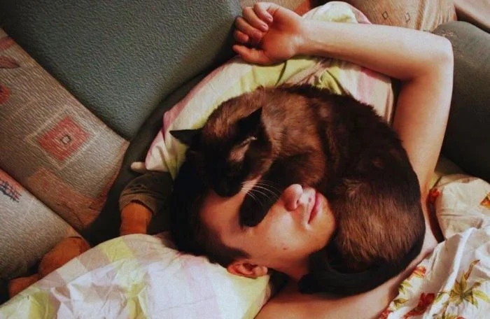 Фотографии нахальных котеек, которые просто залезли на голову