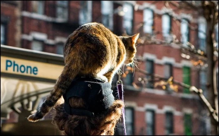Фотографии нахальных котеек, которые просто залезли на голову