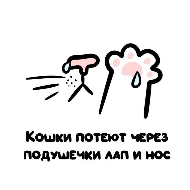 Интересные короткие факты на все случаи жизни