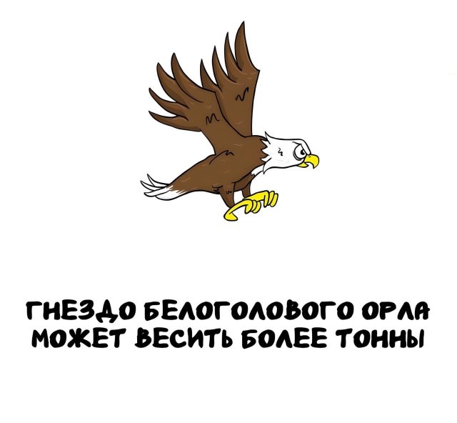 Интересные короткие факты на все случаи жизни