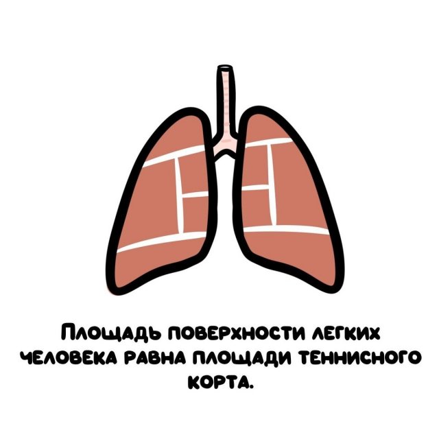 Интересные короткие факты на все случаи жизни