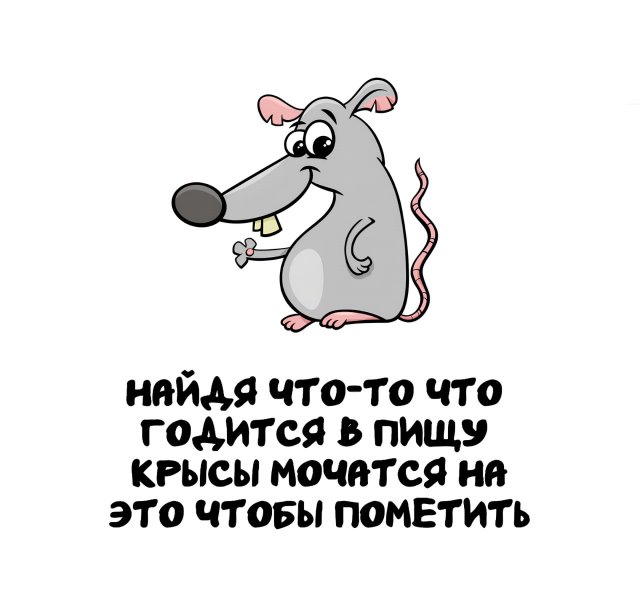 Интересные короткие факты на все случаи жизни