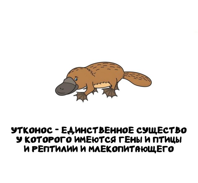 Интересные короткие факты на все случаи жизни