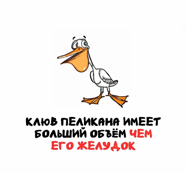 Интересные короткие факты на все случаи жизни