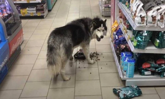 Когда братья наши меньшие отправились на шопинг