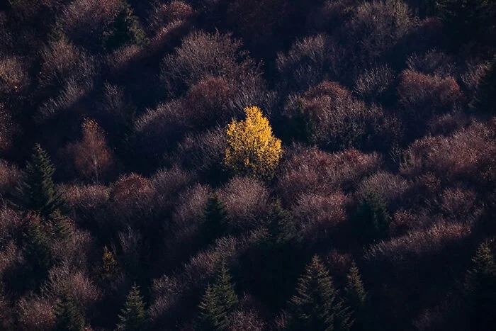 Потрясающие снимки природы, отмеченные на Fine Art Photography Awards 2025
