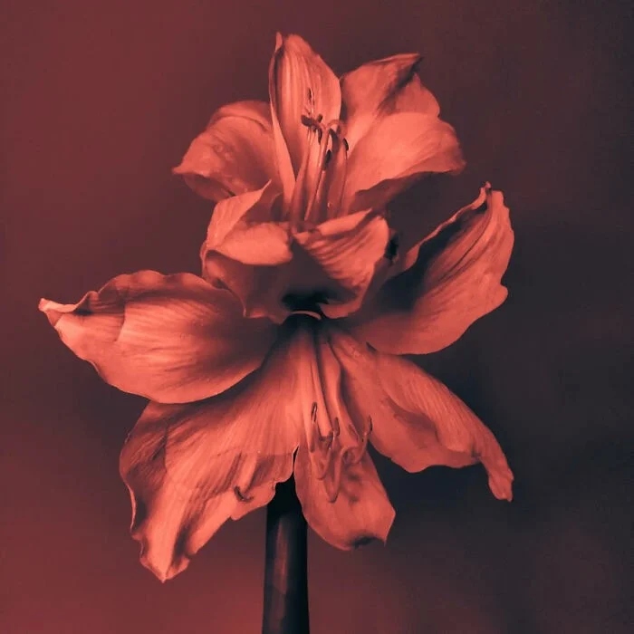 Потрясающие снимки природы, отмеченные на Fine Art Photography Awards 2025