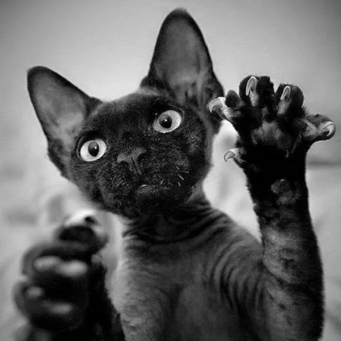 Очаровательные котики с гипнотическим взглядом, которые покорят ваше сердце Очаровательные котики с гипнотическим взглядом, которые покорят ваше сердце могут, заставить, Существует, котики, глаза, кошки, взгляд, можно, взгляда, лунного, 15Сила, пройдёшь, возражений, никаких, близка, божество, 11Истина, сопротивляйтесь, других, 9Домашнее