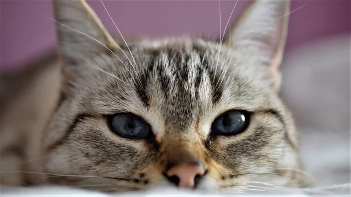 Очаровательные котики с гипнотическим взглядом, которые покорят ваше сердце Очаровательные котики с гипнотическим взглядом, которые покорят ваше сердце могут, заставить, Существует, котики, глаза, кошки, взгляд, можно, взгляда, лунного, 15Сила, пройдёшь, возражений, никаких, близка, божество, 11Истина, сопротивляйтесь, других, 9Домашнее