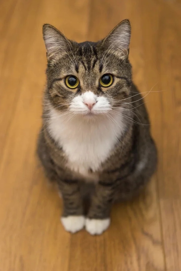 Очаровательные котики с гипнотическим взглядом, которые покорят ваше сердце Очаровательные котики с гипнотическим взглядом, которые покорят ваше сердце могут, заставить, Существует, котики, глаза, кошки, взгляд, можно, взгляда, лунного, 15Сила, пройдёшь, возражений, никаких, близка, божество, 11Истина, сопротивляйтесь, других, 9Домашнее