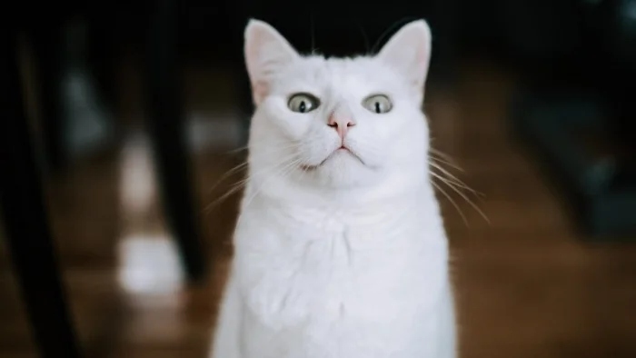 Очаровательные котики с гипнотическим взглядом, которые покорят ваше сердце Очаровательные котики с гипнотическим взглядом, которые покорят ваше сердце могут, заставить, Существует, котики, глаза, кошки, взгляд, можно, взгляда, лунного, 15Сила, пройдёшь, возражений, никаких, близка, божество, 11Истина, сопротивляйтесь, других, 9Домашнее