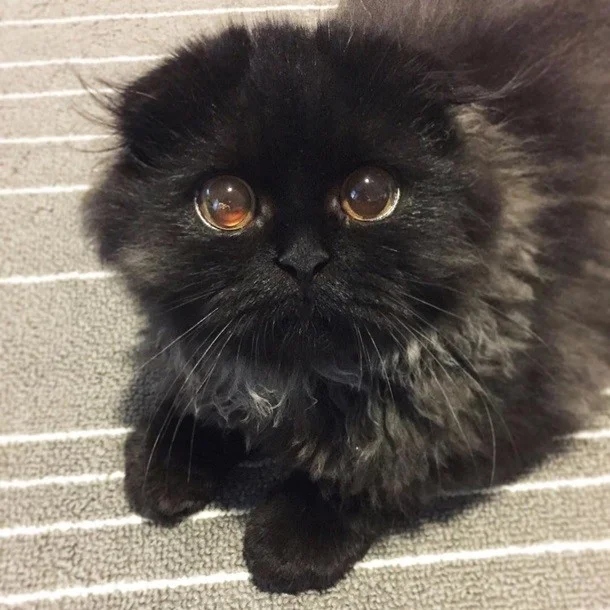 Очаровательные котики с гипнотическим взглядом, которые покорят ваше сердце Очаровательные котики с гипнотическим взглядом, которые покорят ваше сердце могут, заставить, Существует, котики, глаза, кошки, взгляд, можно, взгляда, лунного, 15Сила, пройдёшь, возражений, никаких, близка, божество, 11Истина, сопротивляйтесь, других, 9Домашнее