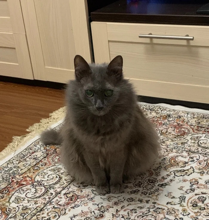 Очаровательные котики с гипнотическим взглядом, которые покорят ваше сердце Очаровательные котики с гипнотическим взглядом, которые покорят ваше сердце могут, заставить, Существует, котики, глаза, кошки, взгляд, можно, взгляда, лунного, 15Сила, пройдёшь, возражений, никаких, близка, божество, 11Истина, сопротивляйтесь, других, 9Домашнее