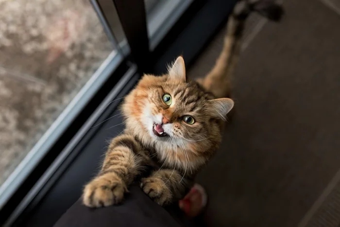 Очаровательные котики с гипнотическим взглядом, которые покорят ваше сердце Очаровательные котики с гипнотическим взглядом, которые покорят ваше сердце могут, заставить, Существует, котики, глаза, кошки, взгляд, можно, взгляда, лунного, 15Сила, пройдёшь, возражений, никаких, близка, божество, 11Истина, сопротивляйтесь, других, 9Домашнее