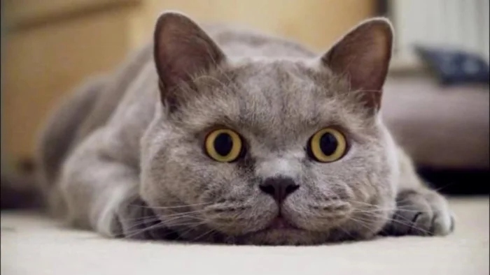 Очаровательные котики с гипнотическим взглядом, которые покорят ваше сердце Очаровательные котики с гипнотическим взглядом, которые покорят ваше сердце могут, заставить, Существует, котики, глаза, кошки, взгляд, можно, взгляда, лунного, 15Сила, пройдёшь, возражений, никаких, близка, божество, 11Истина, сопротивляйтесь, других, 9Домашнее