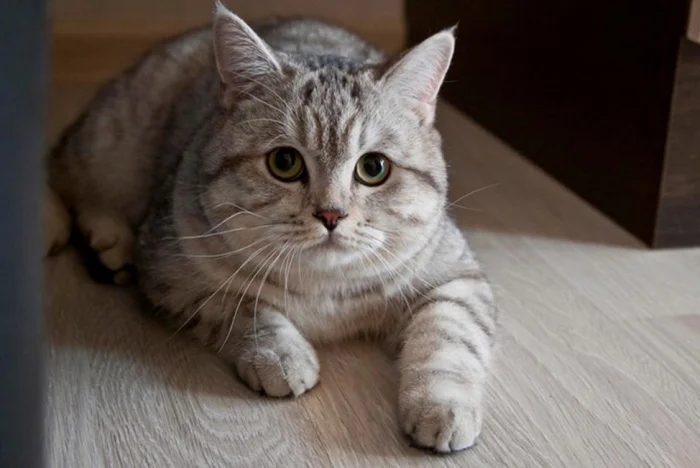 Очаровательные котики с гипнотическим взглядом, которые покорят ваше сердце Очаровательные котики с гипнотическим взглядом, которые покорят ваше сердце могут, заставить, Существует, котики, глаза, кошки, взгляд, можно, взгляда, лунного, 15Сила, пройдёшь, возражений, никаких, близка, божество, 11Истина, сопротивляйтесь, других, 9Домашнее