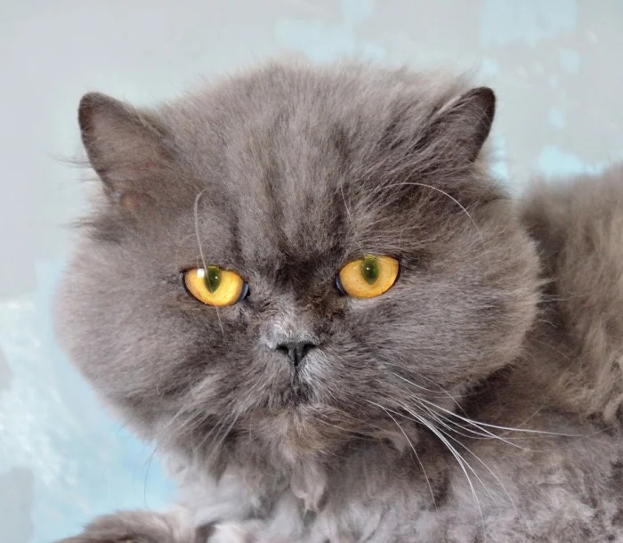 Очаровательные котики с гипнотическим взглядом, которые покорят ваше сердце Очаровательные котики с гипнотическим взглядом, которые покорят ваше сердце могут, заставить, Существует, котики, глаза, кошки, взгляд, можно, взгляда, лунного, 15Сила, пройдёшь, возражений, никаких, близка, божество, 11Истина, сопротивляйтесь, других, 9Домашнее