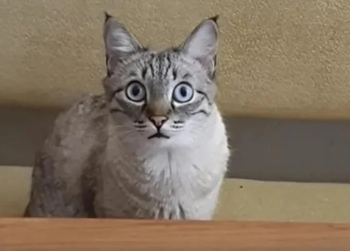 Очаровательные котики с гипнотическим взглядом, которые покорят ваше сердце Очаровательные котики с гипнотическим взглядом, которые покорят ваше сердце могут, заставить, Существует, котики, глаза, кошки, взгляд, можно, взгляда, лунного, 15Сила, пройдёшь, возражений, никаких, близка, божество, 11Истина, сопротивляйтесь, других, 9Домашнее