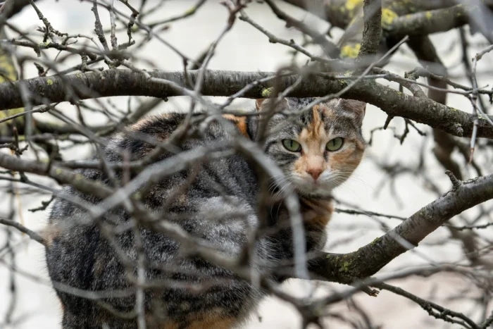 Очаровательные котики с гипнотическим взглядом, которые покорят ваше сердце Очаровательные котики с гипнотическим взглядом, которые покорят ваше сердце могут, заставить, Существует, котики, глаза, кошки, взгляд, можно, взгляда, лунного, 15Сила, пройдёшь, возражений, никаких, близка, божество, 11Истина, сопротивляйтесь, других, 9Домашнее