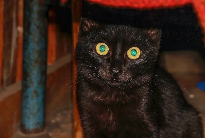 Очаровательные котики с гипнотическим взглядом, которые покорят ваше сердце Очаровательные котики с гипнотическим взглядом, которые покорят ваше сердце могут, заставить, Существует, котики, глаза, кошки, взгляд, можно, взгляда, лунного, 15Сила, пройдёшь, возражений, никаких, близка, божество, 11Истина, сопротивляйтесь, других, 9Домашнее