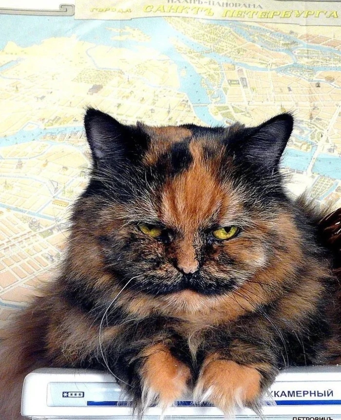 Очаровательные котики с гипнотическим взглядом, которые покорят ваше сердце Очаровательные котики с гипнотическим взглядом, которые покорят ваше сердце могут, заставить, Существует, котики, глаза, кошки, взгляд, можно, взгляда, лунного, 15Сила, пройдёшь, возражений, никаких, близка, божество, 11Истина, сопротивляйтесь, других, 9Домашнее