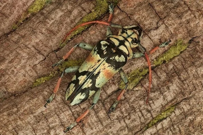 Впечатляющая красота насекомых, которых мы можем больше не увидеть более, больше, просто, фотографии, запечатлеть, окружающей, этого, самых, страх, людей, Lactator, насекомых, природы, Xylocopa, насекомые, среды, красотой, показать, чувствую, Мофид