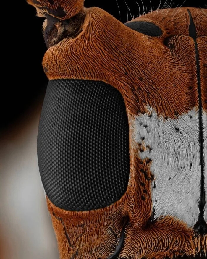 Впечатляющая красота насекомых, которых мы можем больше не увидеть более, больше, просто, фотографии, запечатлеть, окружающей, этого, самых, страх, людей, Lactator, насекомых, природы, Xylocopa, насекомые, среды, красотой, показать, чувствую, Мофид