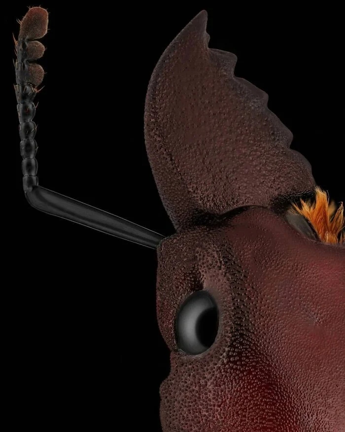 Впечатляющая красота насекомых, которых мы можем больше не увидеть более, больше, просто, фотографии, запечатлеть, окружающей, этого, самых, страх, людей, Lactator, насекомых, природы, Xylocopa, насекомые, среды, красотой, показать, чувствую, Мофид