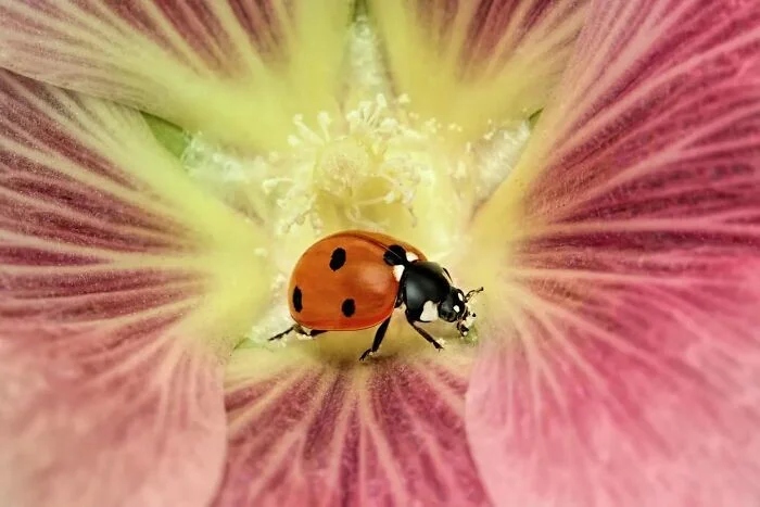 Впечатляющая красота насекомых, которых мы можем больше не увидеть более, больше, просто, фотографии, запечатлеть, окружающей, этого, самых, страх, людей, Lactator, насекомых, природы, Xylocopa, насекомые, среды, красотой, показать, чувствую, Мофид