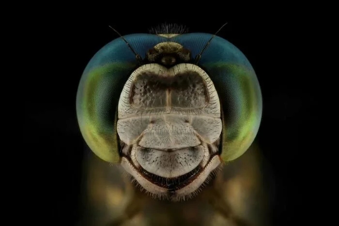 Впечатляющая красота насекомых, которых мы можем больше не увидеть более, больше, просто, фотографии, запечатлеть, окружающей, этого, самых, страх, людей, Lactator, насекомых, природы, Xylocopa, насекомые, среды, красотой, показать, чувствую, Мофид