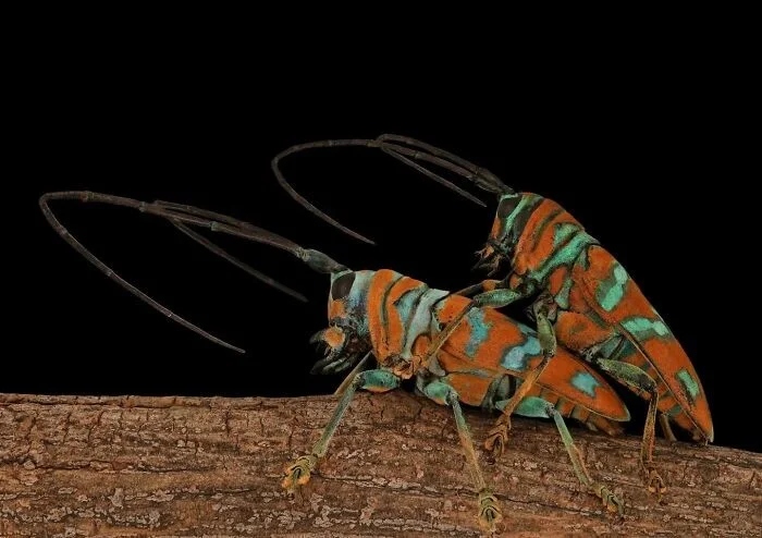 Впечатляющая красота насекомых, которых мы можем больше не увидеть более, больше, просто, фотографии, запечатлеть, окружающей, этого, самых, страх, людей, Lactator, насекомых, природы, Xylocopa, насекомые, среды, красотой, показать, чувствую, Мофид