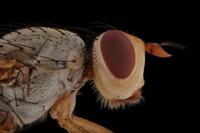 Впечатляющая красота насекомых, которых мы можем больше не увидеть более, больше, просто, фотографии, запечатлеть, окружающей, этого, самых, страх, людей, Lactator, насекомых, природы, Xylocopa, насекомые, среды, красотой, показать, чувствую, Мофид