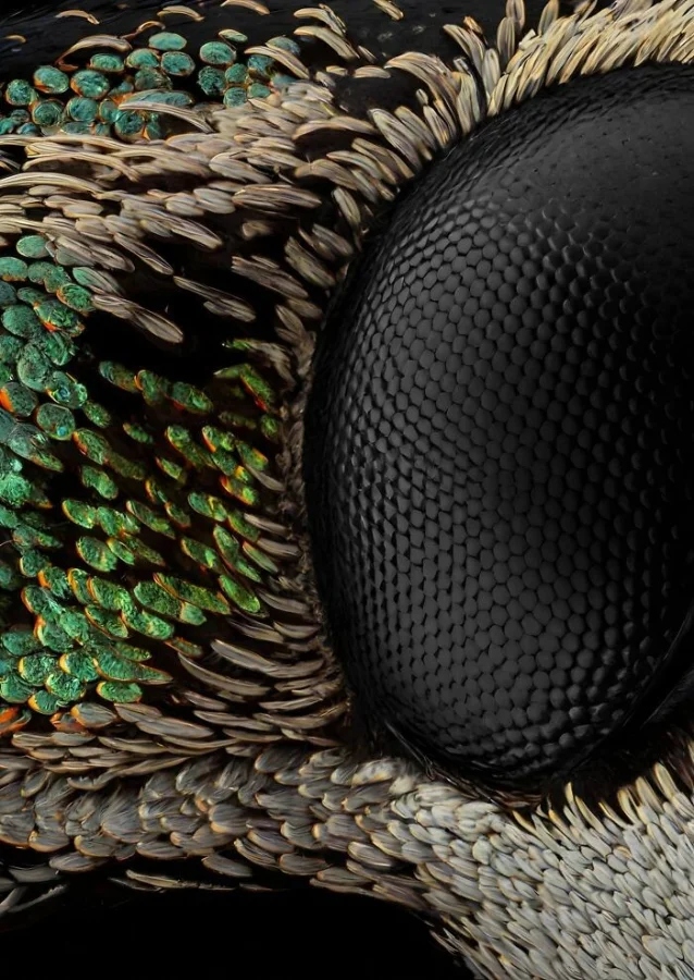 Впечатляющая красота насекомых, которых мы можем больше не увидеть более, больше, просто, фотографии, запечатлеть, окружающей, этого, самых, страх, людей, Lactator, насекомых, природы, Xylocopa, насекомые, среды, красотой, показать, чувствую, Мофид