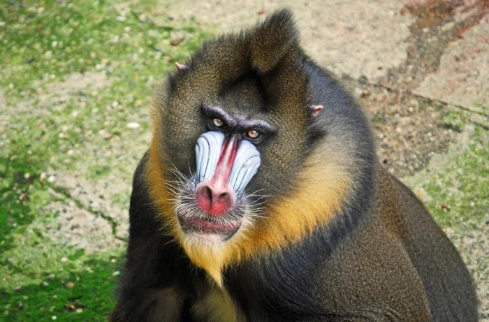 Очаровательные маски животных с загадочной внешностью