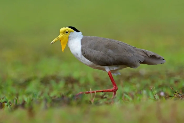 Очаровательные маски животных с загадочной внешностью чтобы, маски, добычу, настоящий, ткачик, существа, лисица, мраморная, Очаровательные, могут, мастер, птица, лучше, жулан, совка, служит, опасности, чибис, енотам, другие