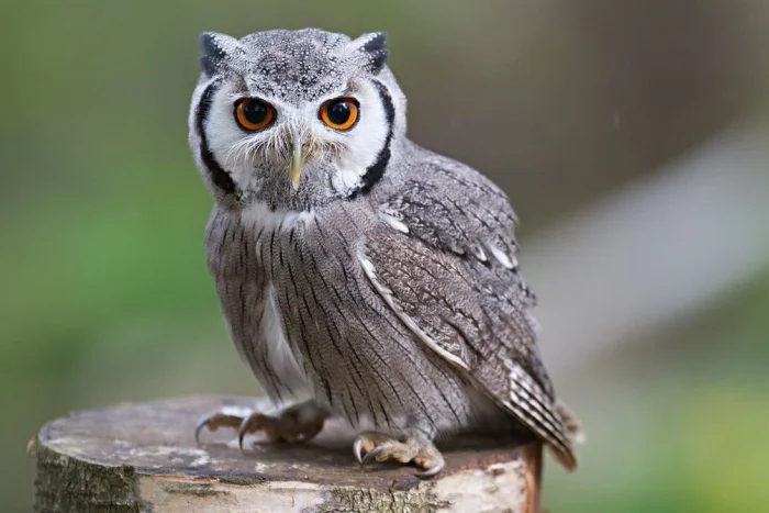 Очаровательные маски животных с загадочной внешностью чтобы, маски, добычу, настоящий, ткачик, существа, лисица, мраморная, Очаровательные, могут, мастер, птица, лучше, жулан, совка, служит, опасности, чибис, енотам, другие