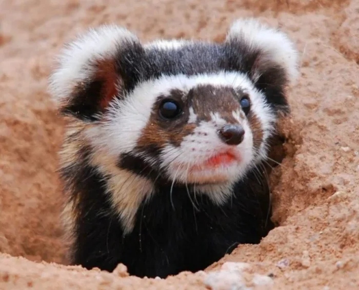 Очаровательные маски животных с загадочной внешностью чтобы, маски, добычу, настоящий, ткачик, существа, лисица, мраморная, Очаровательные, могут, мастер, птица, лучше, жулан, совка, служит, опасности, чибис, енотам, другие