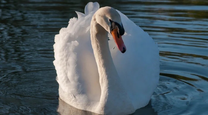 Очаровательные маски животных с загадочной внешностью чтобы, маски, добычу, настоящий, ткачик, существа, лисица, мраморная, Очаровательные, могут, мастер, птица, лучше, жулан, совка, служит, опасности, чибис, енотам, другие