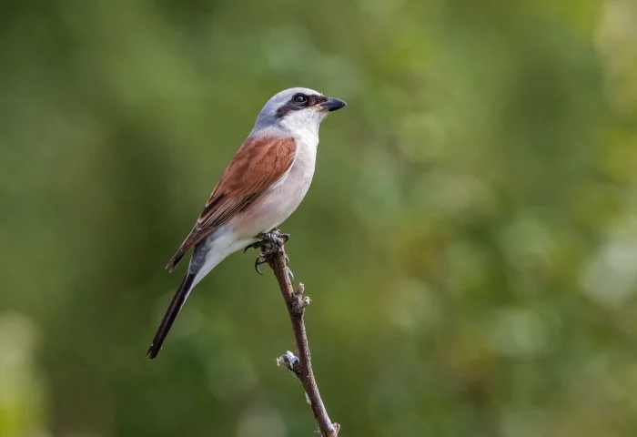 Очаровательные маски животных с загадочной внешностью чтобы, маски, добычу, настоящий, ткачик, существа, лисица, мраморная, Очаровательные, могут, мастер, птица, лучше, жулан, совка, служит, опасности, чибис, енотам, другие