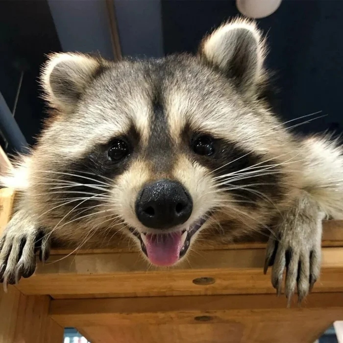 Очаровательные маски животных с загадочной внешностью чтобы, маски, добычу, настоящий, ткачик, существа, лисица, мраморная, Очаровательные, могут, мастер, птица, лучше, жулан, совка, служит, опасности, чибис, енотам, другие