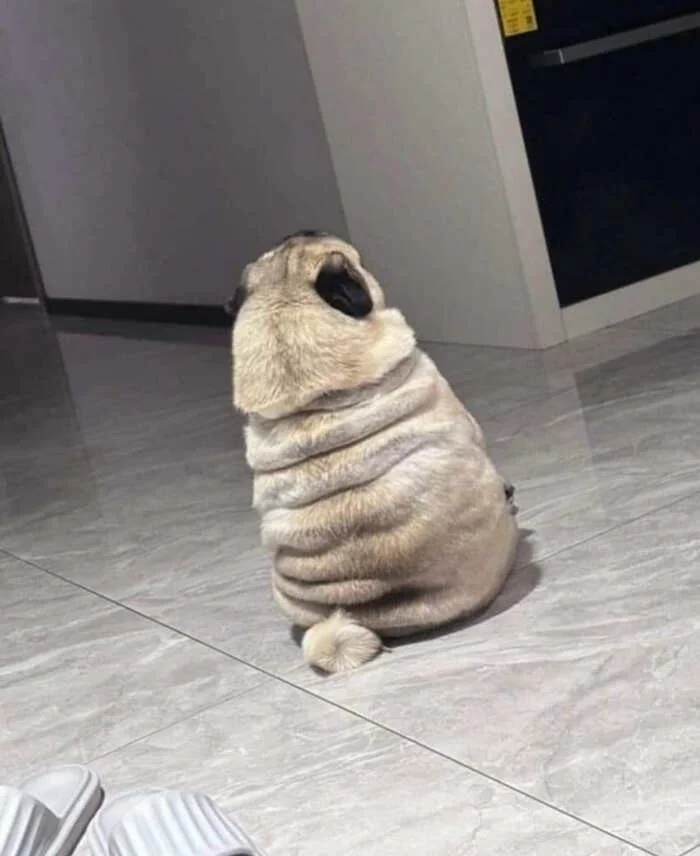 Очаровательные животные, которые моментально поднимут настроение настроение, Животные, 10Держу, точно, картина, 13Когда, 12Недотрога, защитой, 11Под, равновесие, разлетелись, характер, 9Брови, работать, 8Хозяин, улитки, 7Забавные, начало, 6Наташа, передаёт